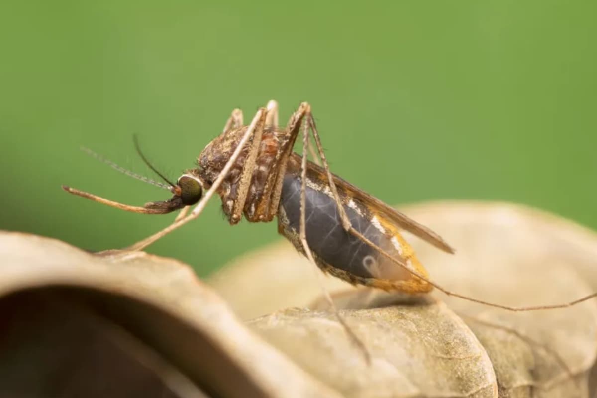 Mosquito prevention: प्राकृतिक रूप से मच्छरों से बचने के घरेलू उपाय