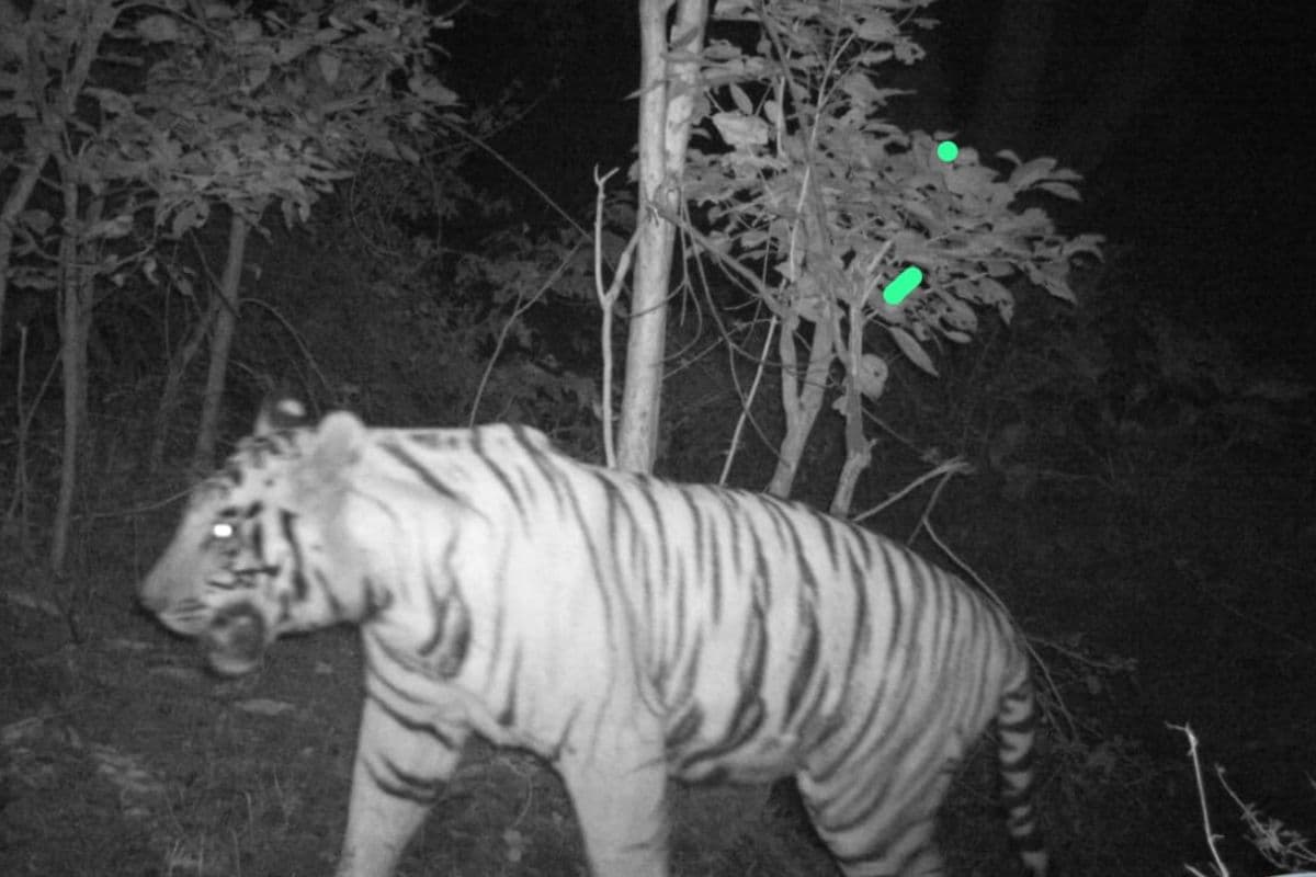 पलामू टाइगर रिजर्व में फिर दिखा बाघ, कैमरा ट्रैप में तस्वीर कैद, सुरक्षा के पुख्ता इंतजाम