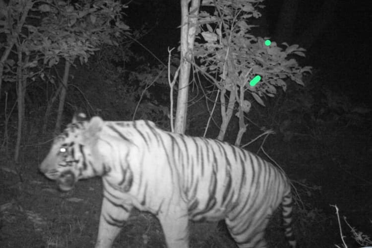 पलामू टाइगर रिजर्व में फिर दिखा बाघ, कैमरा ट्रैप में तस्वीर कैद, सुरक्षा के पुख्ता इंतजाम
