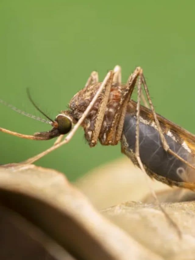 Home Remedies For Mosquito: गर्मियों के मौसम में मच्छरों से है परेशान, अपनाएं ये घरेलू उपाय