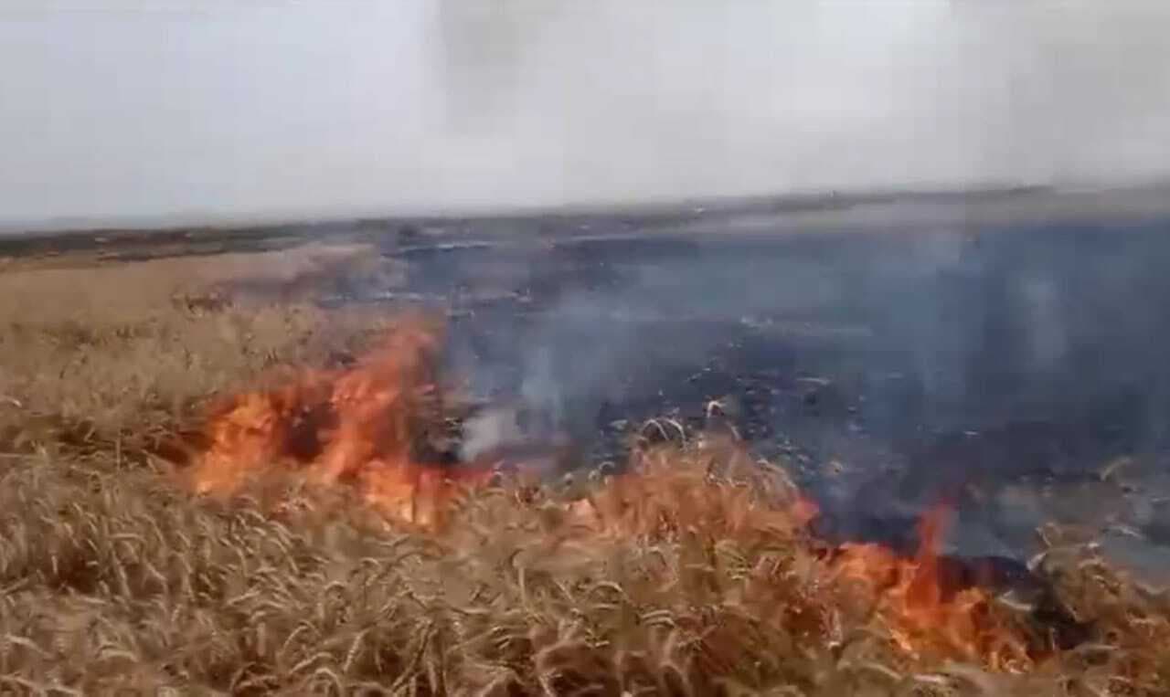 राजमहल के मानसिंहा गांव के दियारा में खेत में लगी आग, नौ बीघे में लगी गेहूं की फसल राख