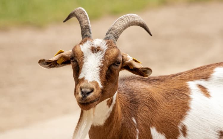 Jharkhand Village Story: बकरी पालन कर समृद्ध हो रहे रांची के इस गांव के 300 से अधिक परिवार