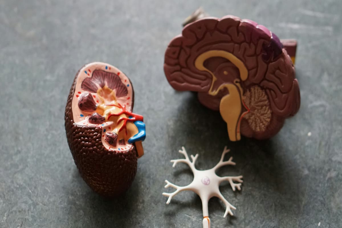 Health Tips: किडनी खराब होने से पहले मिलते हैं ऐसे संकेत, न करें नजरअंदाज