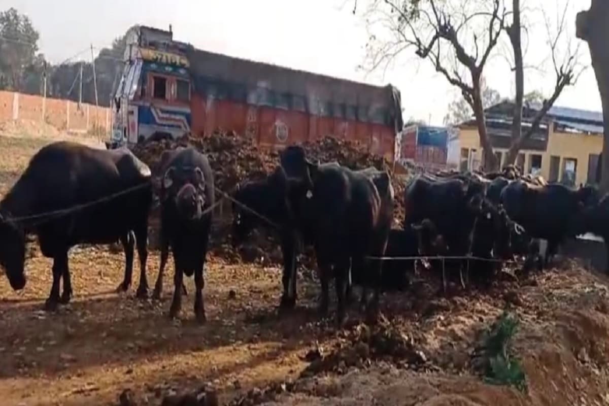 कोडरमा में पशु लोड तीन वाहन जब्त, 13 लोग गिरफ्तार