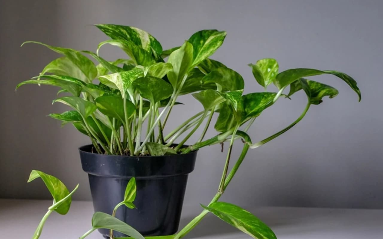 Vastu Tips For Money Plant: क्या सच में मनी प्लांट चुराकर लगाने से होती है धन की बारिश, जानें क्या कहते हैं विशेषज्ञ
