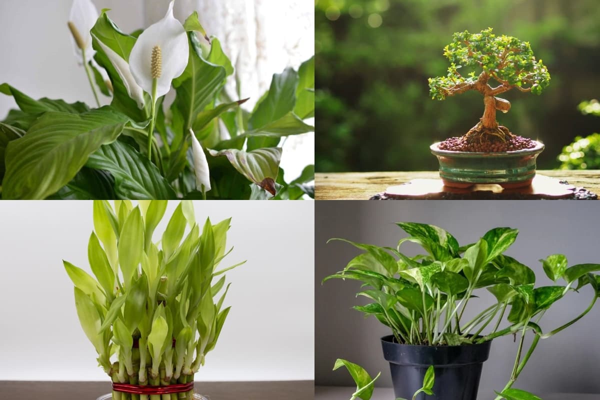 Vastu Tips: घर में अभी लगाएं ये 5 पौधे, होगी धन की बारिश