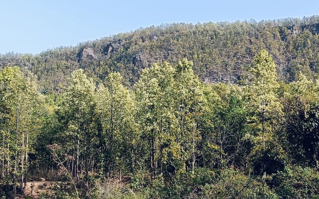 sakhua phool in barkagaon hazaribagh news