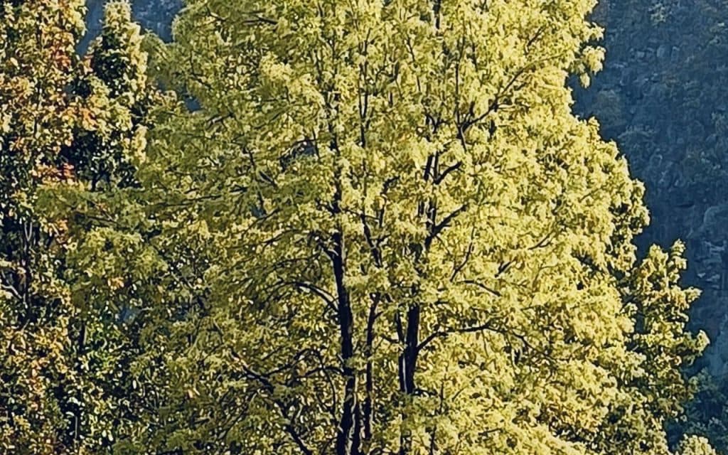 sakhua phool in barkagaon hazaribagh news