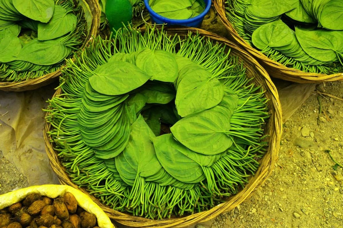 Benefits of Betel Leaves: गर्मी में शुरू कर दें पान की पत्तियों को चबाना, फायदे जान हो जाएंगे हैरान