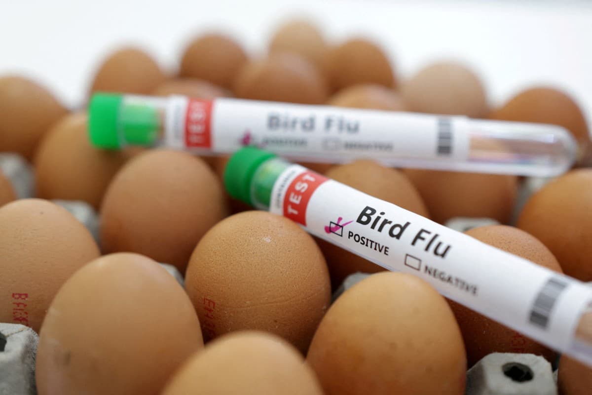 Bird Flu Alert: बर्ड फ्लू को लेकर झारखंड में स्वास्थ्य विभाग का अलर्ट, इंसानों के साथ पशु-पक्षियों की भी होगी निगरानी