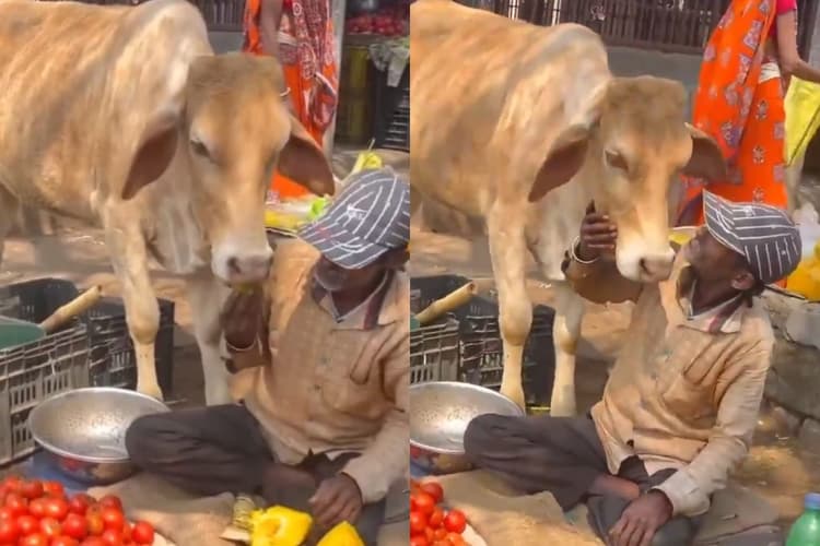 Bizarre News: एक जानवर और इंसान का ऐसा प्यार आप ने शायद ही कभी देखा होगा, देखें वीडियो