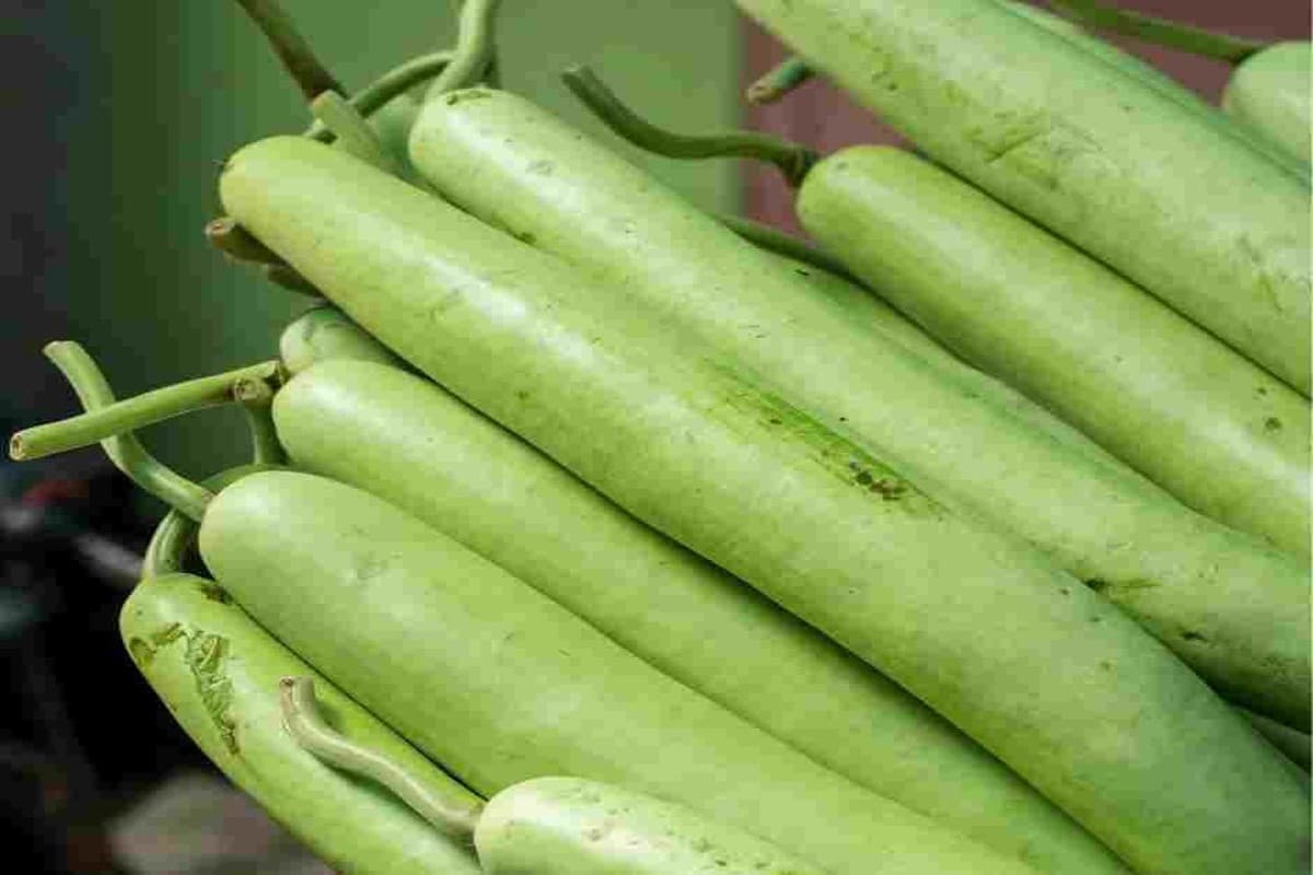 Bottle Gourd