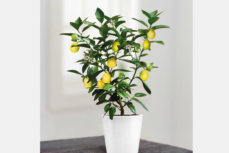 Vastu Tips: नींबू का पौधा घर के बाहर लगाने से पहले हो जाइए सावधान, जानिए इसके शुभ और अशुभ संकेत