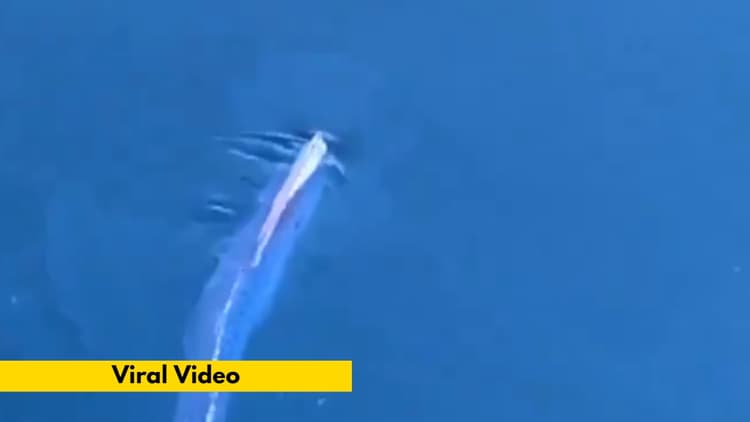 Bizarre News: इस अनोखे जीव को देखकर आप भी रह जाएंगे दंग, यहां देखें वीडियो