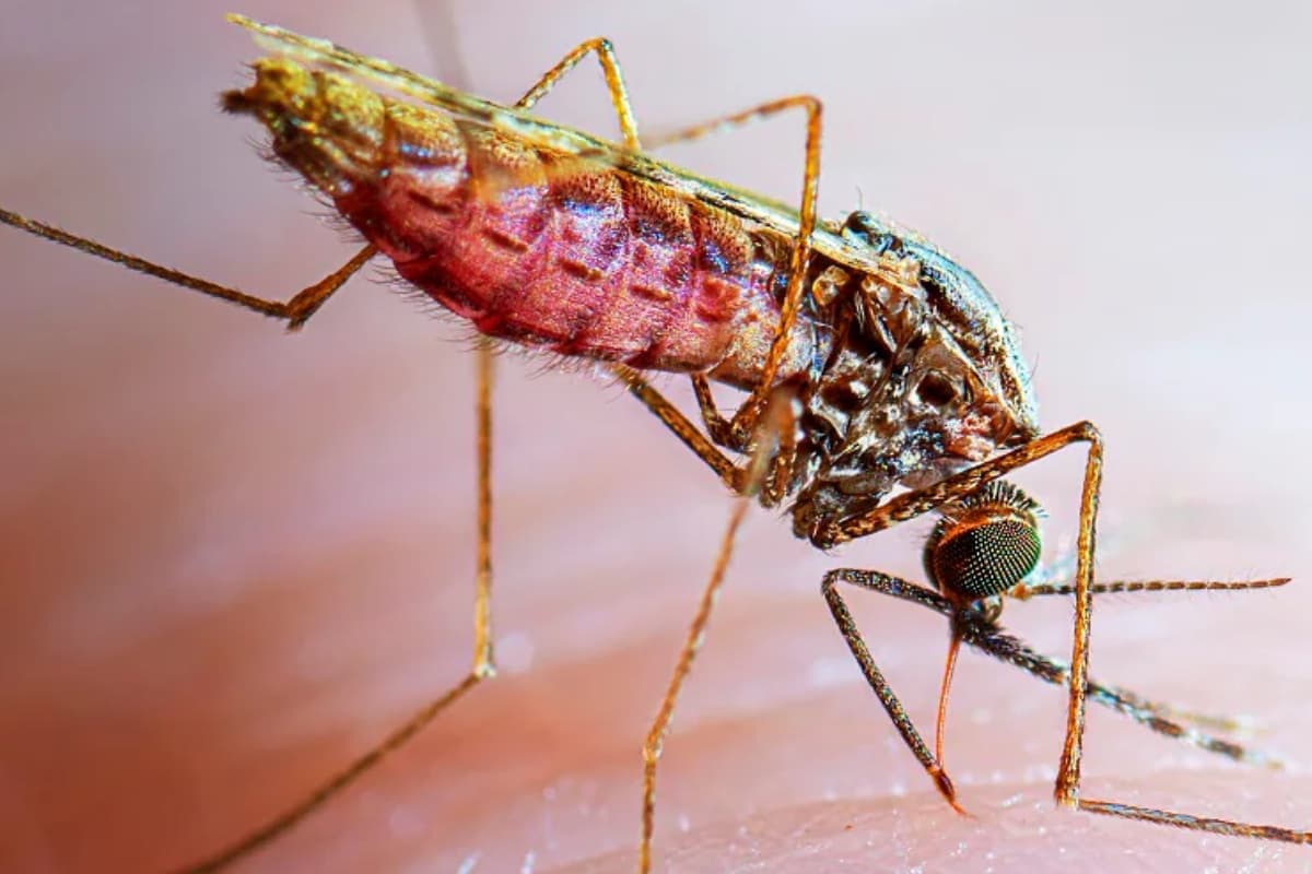 World Malaria Day 2024: विश्व मलेरिया दिवस आज, ऐसे में जानें क्या है इस दिन का इतिहास और महत्व