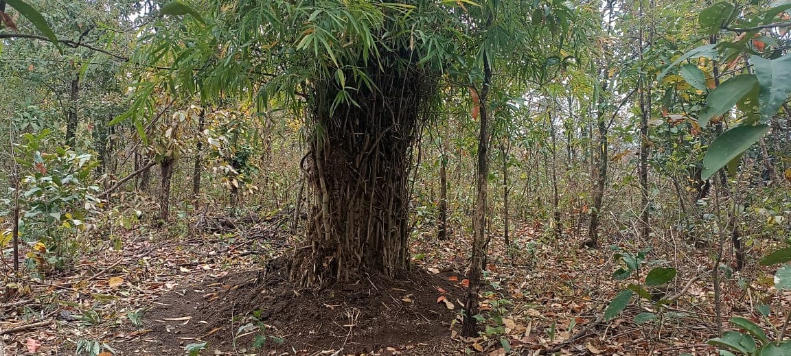 bamboo bakhar to stop elephants enter village bamboo bakhar to stop elephants enter village