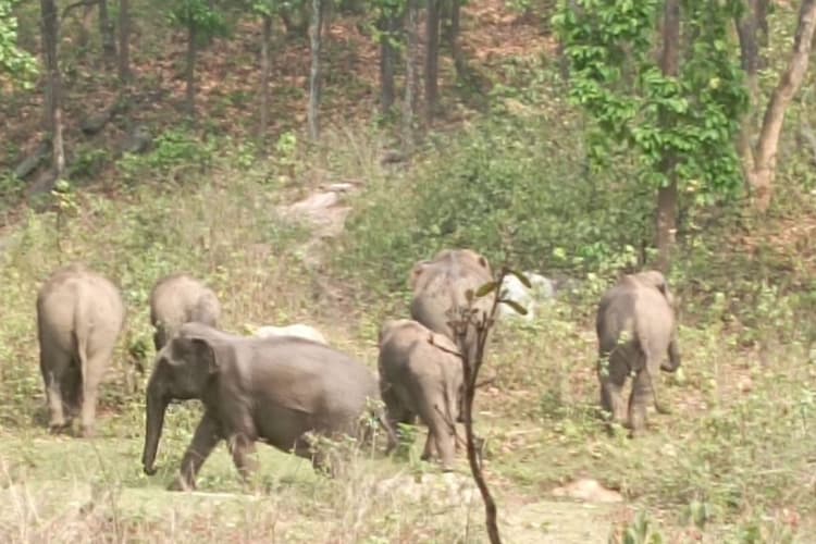 Elephant Disturbance: नेपाली हाथियों का भारत में प्रवेश, VTR के गोनौली वन क्षेत्र में किया भारी उपद्रव