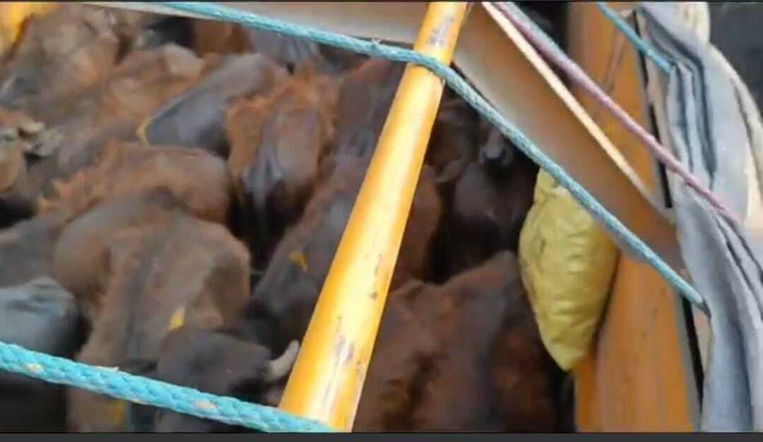 कोडरमा में पशु लोड तीन ट्रक जब्त, 14 गिरफ्तार