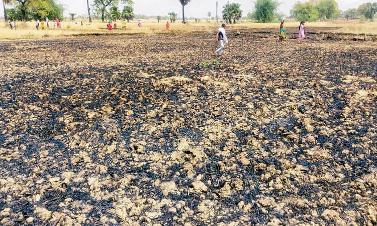 शॉर्ट सर्किट से गेहूं की फसल में लगी आग, दो बीघा में लगी गेहूं की फसल जली