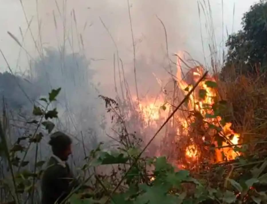 वीटीआर में लगी आग, करीब 50 हैक्टेयर जंगल जलकर राख