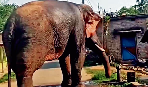 गांव में पानी पीने घुसा हाथी ग्रामीणों में मचा हड़कंप