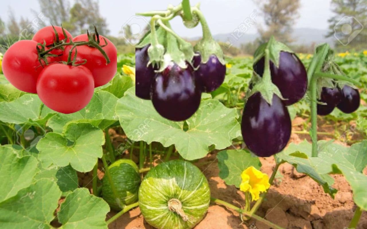 Jharkhand Weather: पछुआ हवा से बढ़ेगी गर्मी, झारखंड के किसानों को मौसम वैज्ञानिक ने दी ये सलाह Jharkhand Weather: पछुआ हवा से बढ़ेगी गर्मी, झारखंड के किसानों को मौसम वैज्ञानिक ने दी ये सलाह