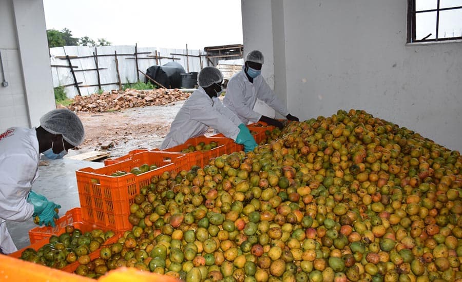 Bihar: पहली बार लीची अनुसंधान केंद्र के यूनिट में होगी आम की प्रोसेसिंग, उद्योग निदेशालय ने दी मंजूरी