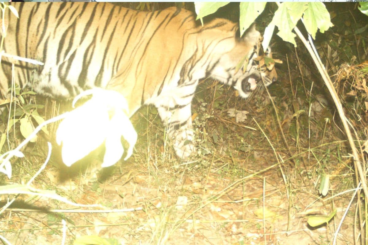 झारखंड के पलामू टाइगर रिजर्व में फिर दिखा बाघ, कैमरा ट्रैप में कैद हुई तस्वीर