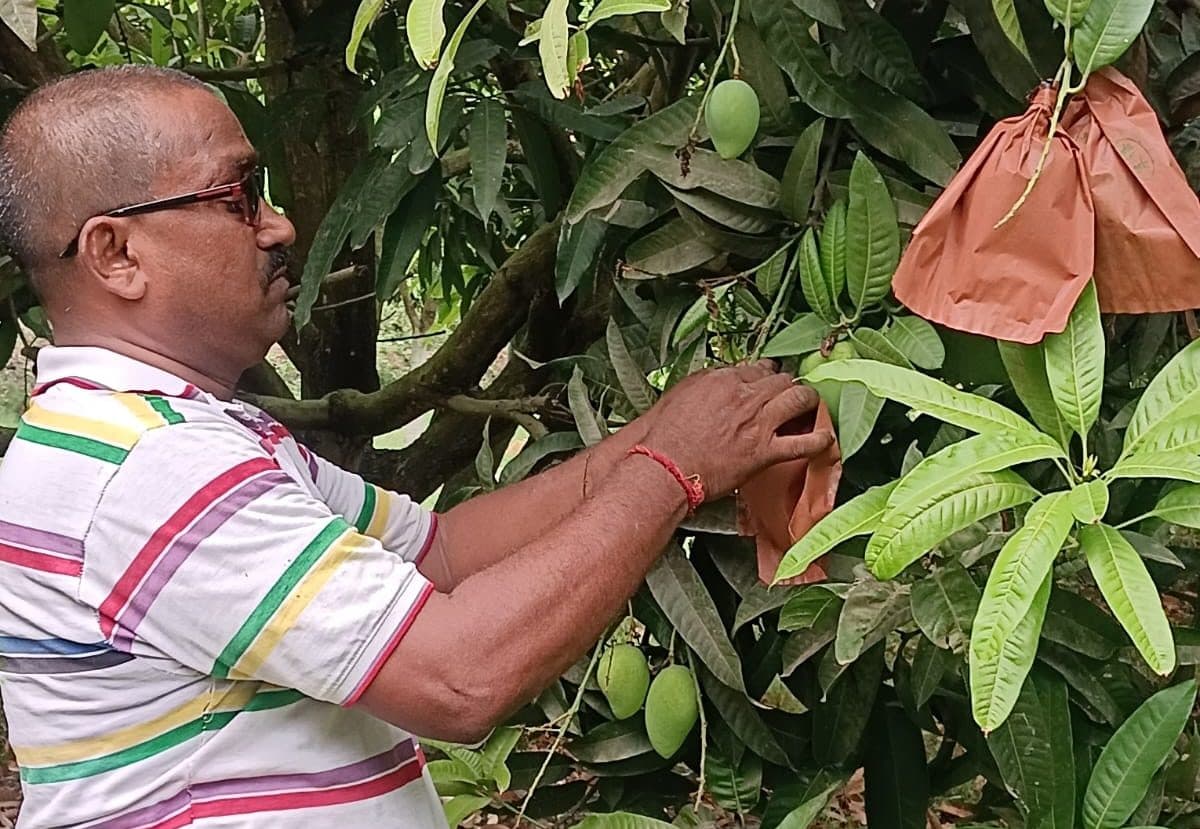 चमक और गुणवत्ता बढ़ाने के लिए आमों पर कैप लगा रहें किसान, बारिश-तूफान और कीड़ों से मिलेगी सुरक्षा