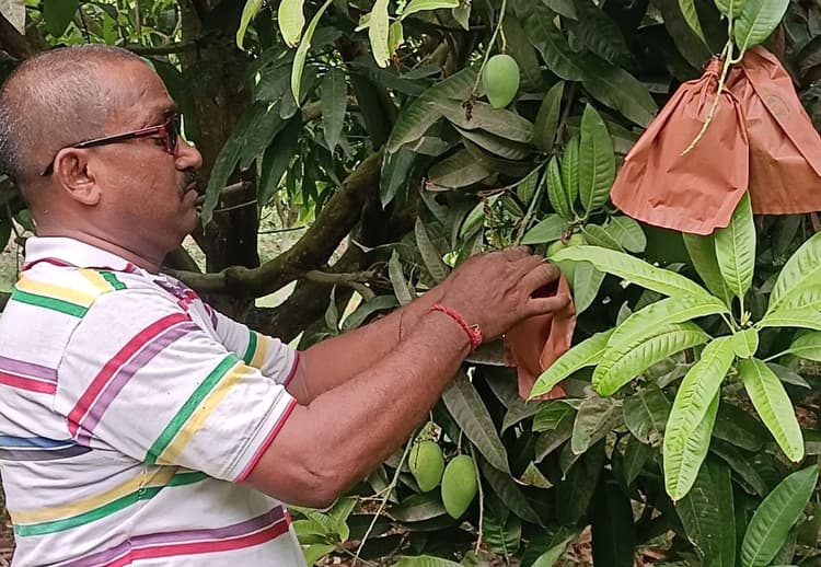 चमक और गुणवत्ता बढ़ाने के लिए आमों पर कैप लगा रहें किसान, बारिश-तूफान और कीड़ों से मिलेगी सुरक्षा