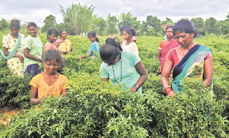 Banka News : बेरोजगारी में चुना खेती का रास्ता, आज कई हाथों को दे रहे काम
