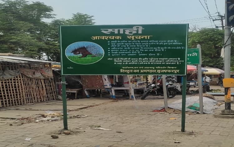 साही जानवर को क्षति पहुंचाने पर 7 साल की जेल, वन विभाग ने मुजफ्फरपुर में लगाया होर्डिंग