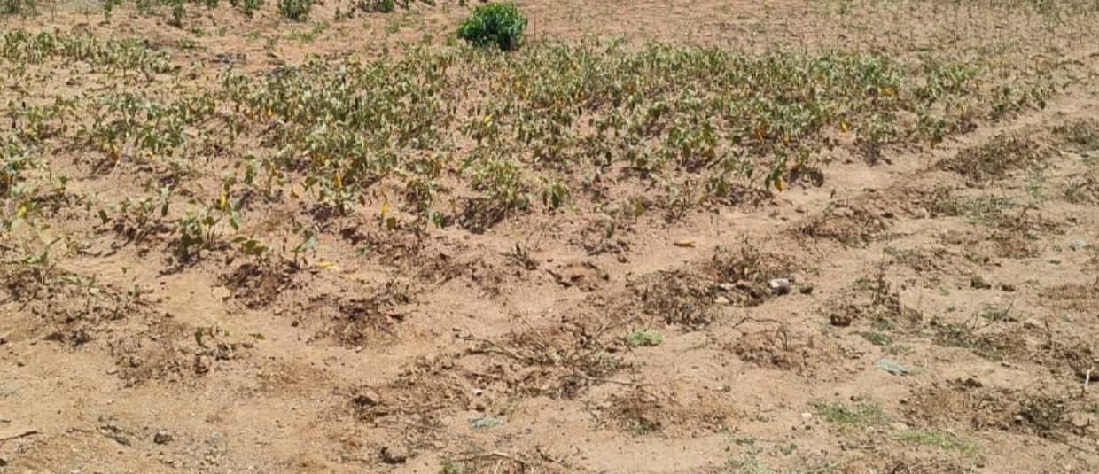 जमुई के लाल गलियारे में हरी सब्जियां उगाने की कोशिश नहीं हो रही सफल, सिंचाई के अभाव में टूट रही ग्रामीणों की आस