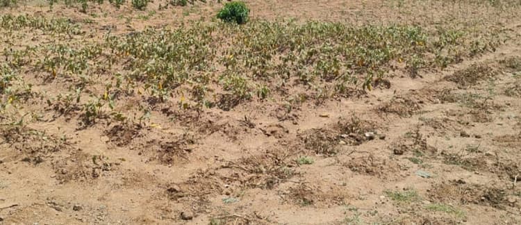 Inflation increased due to heat: गर्मी से सूख रही है सब्जी की फसलें, बढ़ी महंगाई