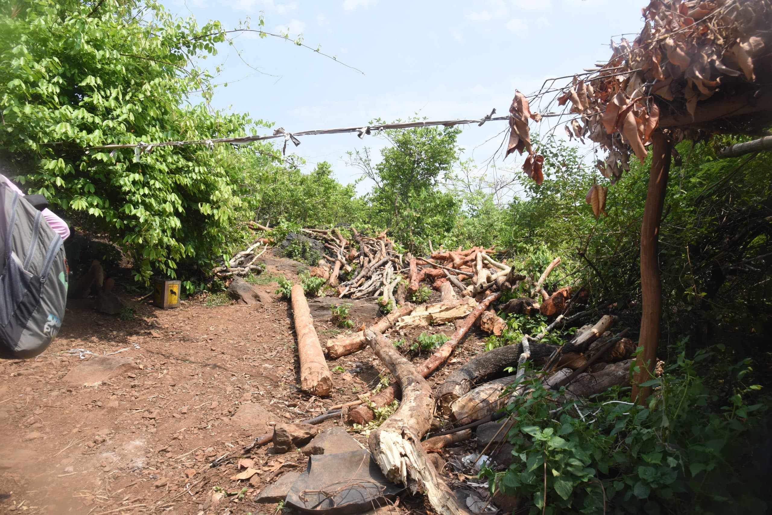 दलमा के जंगल में अंधाधुंध हो रही पेड़ों की कटाई, चल रहीं अवैध शराब की दर्जनों भट्ठियां