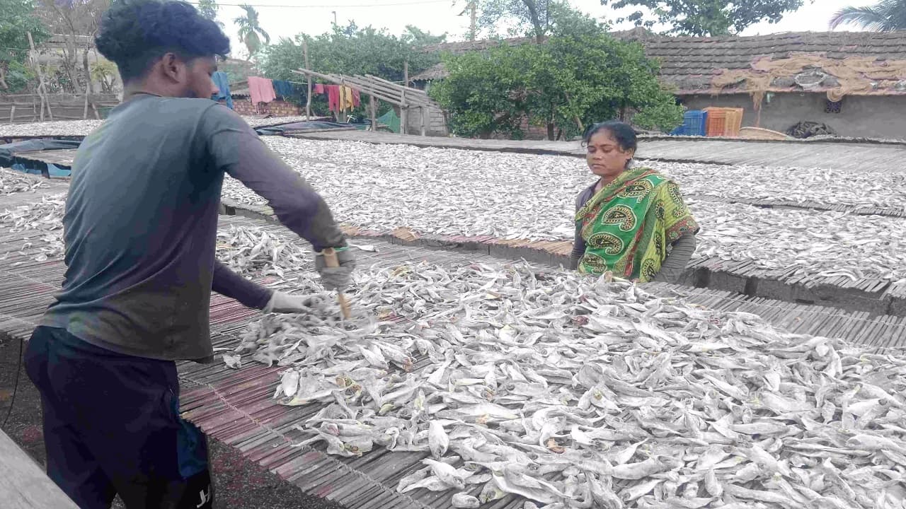 पूर्वी मेदिनीपुर में सूखी मछली कारोबार पर मिसाइल लॉन्चिंग पैड से खतरा, मछुआरे चिंतित