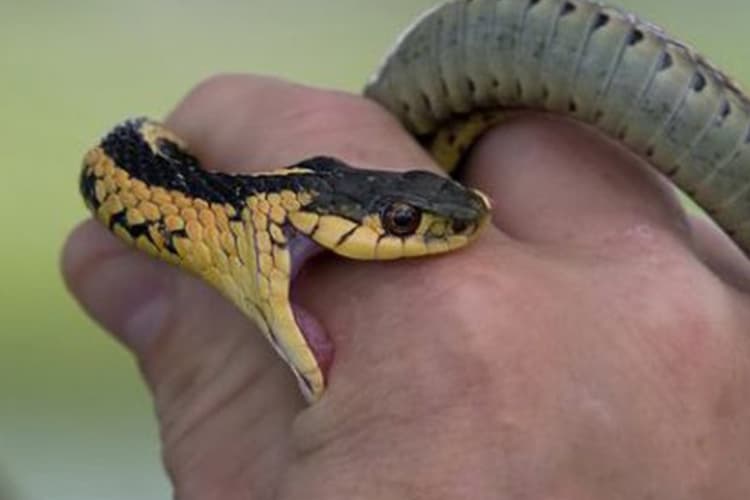 Viral Video: सांप के काटने से क्यों चली जाती है जान, VIDEO में दिखा चौंकाने वाला असर