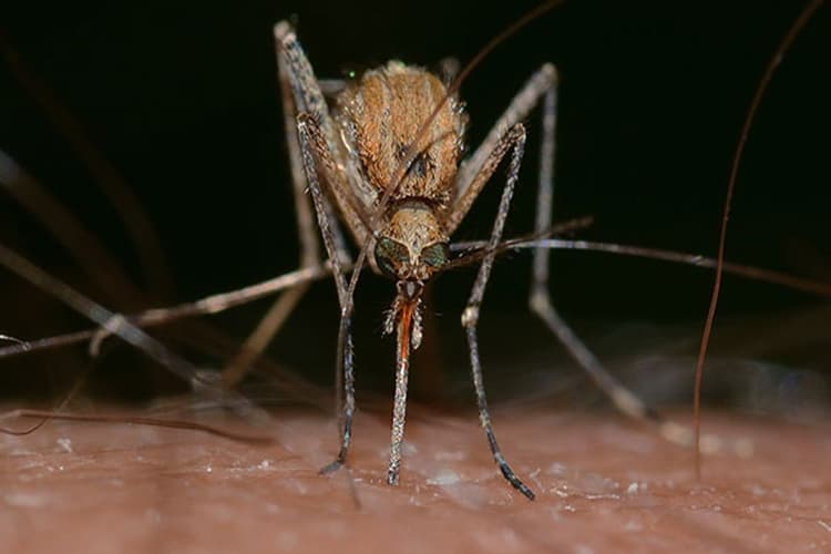 West Nile Fever: वेस्ट नाइल फीवर क्या है? डॉक्टर से जानिए इसके लक्षण और भारत में वेस्ट नाइल बुखार का पता कब चला था?