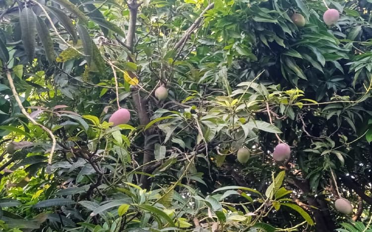 बौने पेड़ों में लदकर आते हैं आम, कम जगह में भी लगा सकते हैं मल्लिका-अरुणिमा-सूर्या के पौधे, जानिए खासियत..