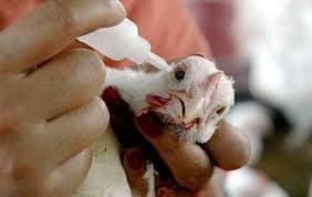 jamshedpur bird flu alert : बर्ड फ्लू को लेकर जमशेदपुर में लिया गया सैंपल भोपाल भेजा गया, 972 सैंपल का हुआ है कलेक्शन