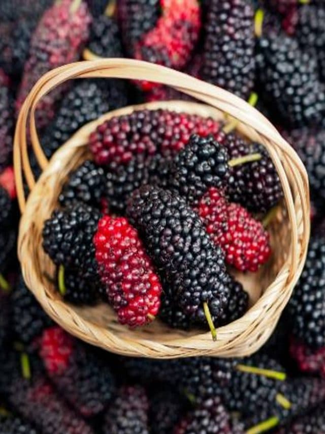 Mulberry: शहतूत खाने के 4 फायदे