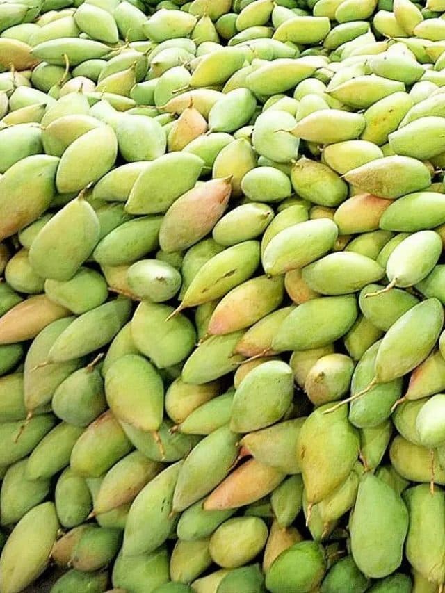 इटली में खास हो गया ओडिशा का आम्रपाली और दशहरी आम
