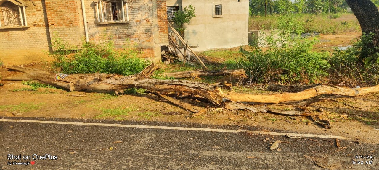 बाइक पर गिरा सूखा पेड, महिला की मौत