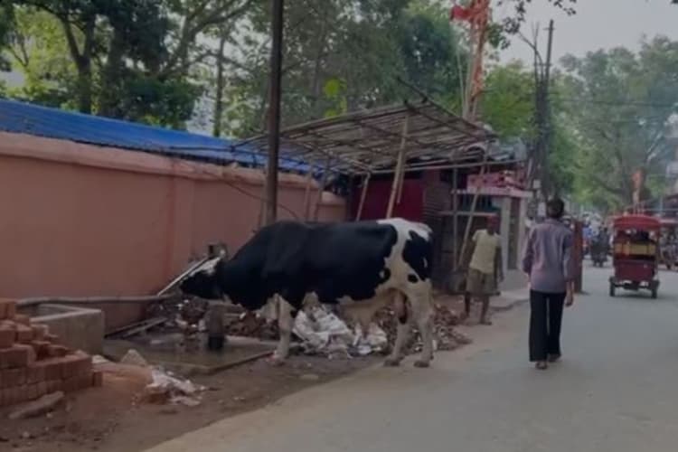 Viral Video : देवघर के इन नंदी के 'चमत्कार' को आप भी करेंगे नमस्कार, देखें वीडियो