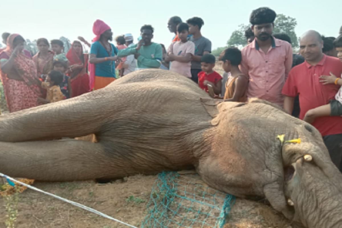 हजारीबाग में करंट लगने से हाथी की मौत, टमाटर की खेत से निकलने के दौरान हुआ हादसा
