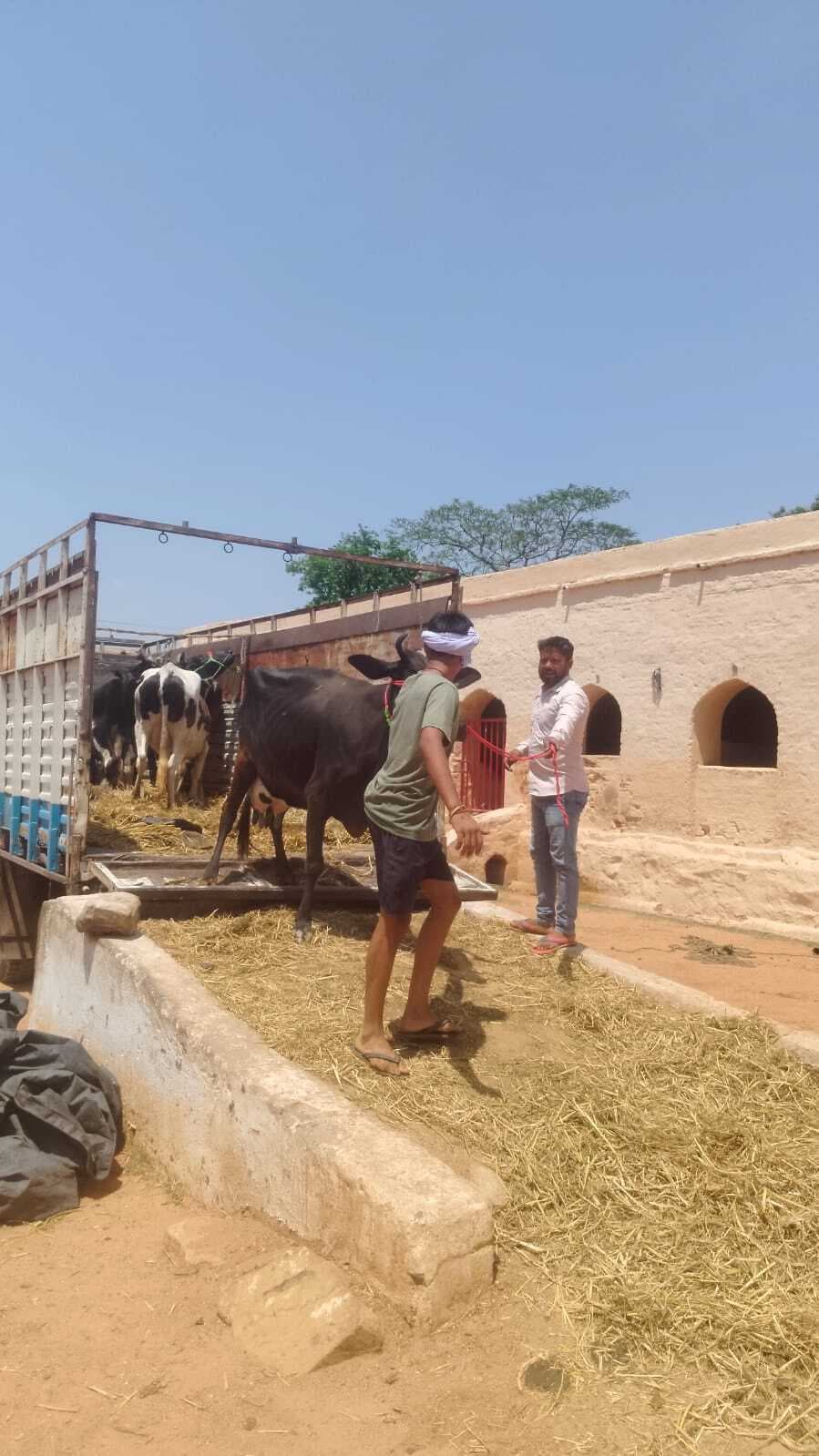 बिहार से बंगाल जा रहा मवेशी लदा 407 वाहन जब्त, चार भेजे गये जेल