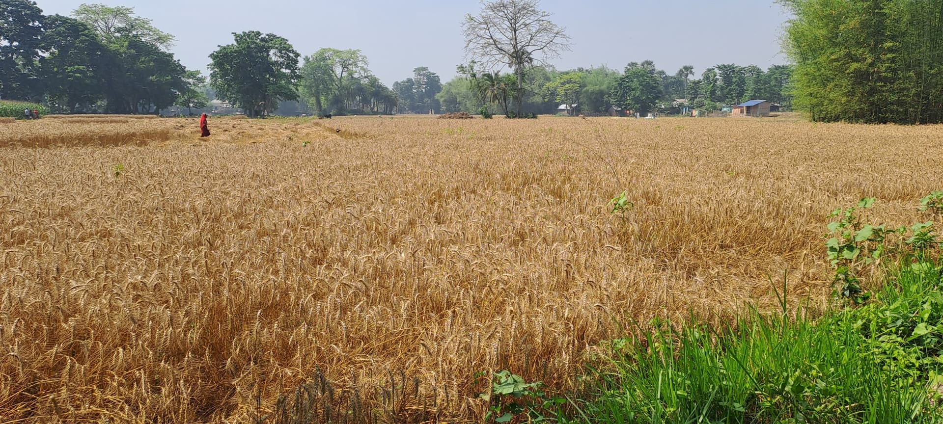 गेहूं अधिप्राप्ति: कटिहार में डेढ़ माह बाद भी रफ्तार नहीं पकड़ सकी एमएसपी पर गेहूं खरीद प्रक्रिया