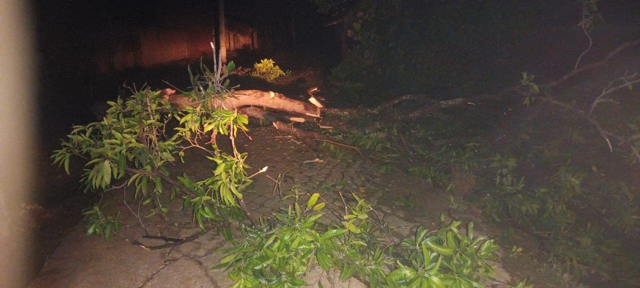 नाला में तेज आंधी व बारिश से गिरे कई पेड़, घर क्षतिग्रस्त