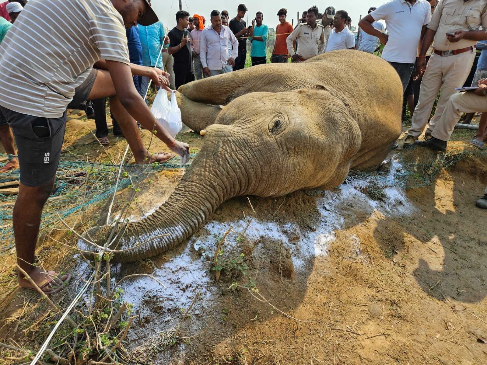 सरौनी जीतु गांव में करंट से हाथी की मौत