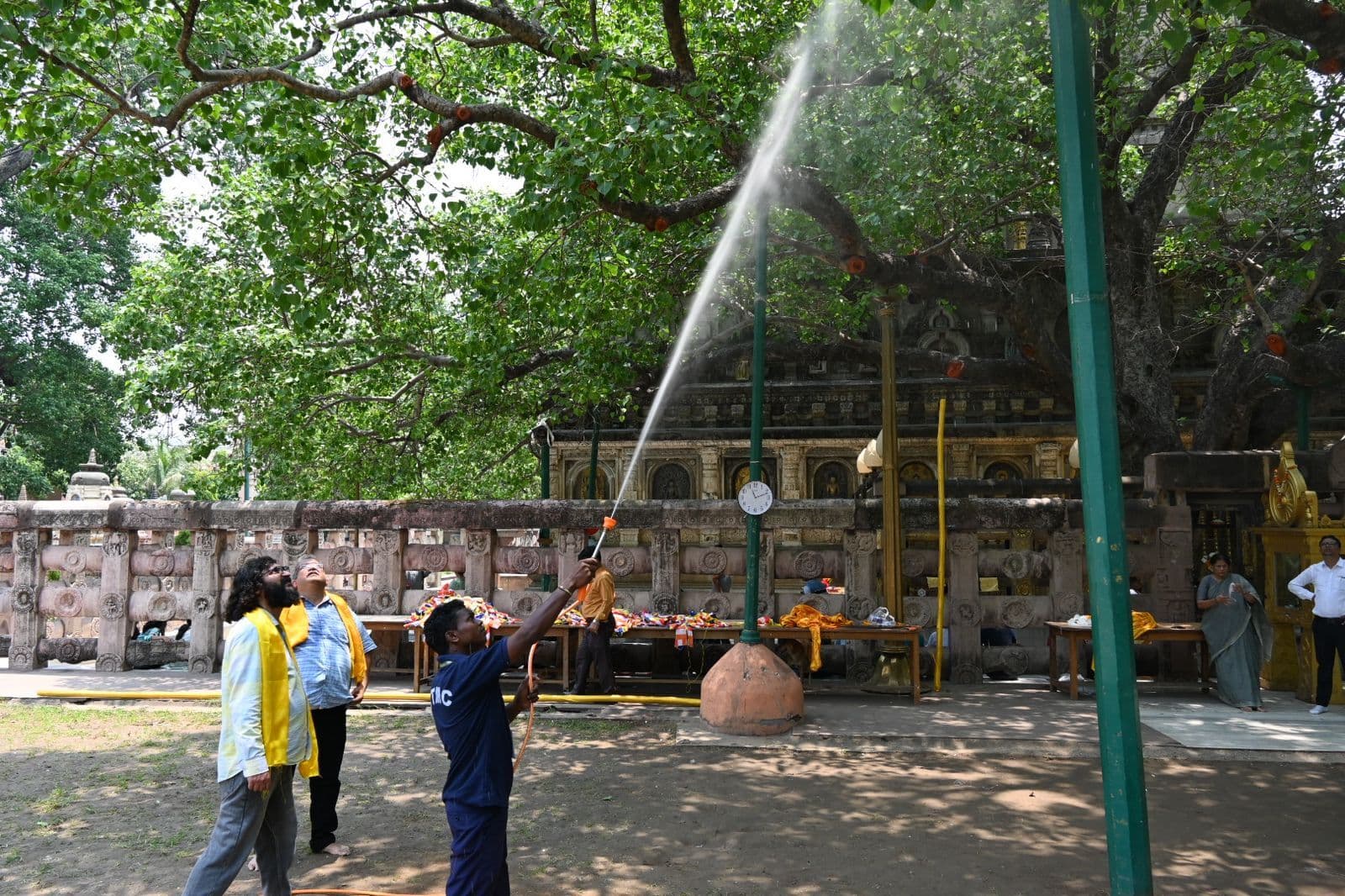 पूरी तरह स्वस्थ है बोधिवृक्ष, दवाओं का किया स्प्रे